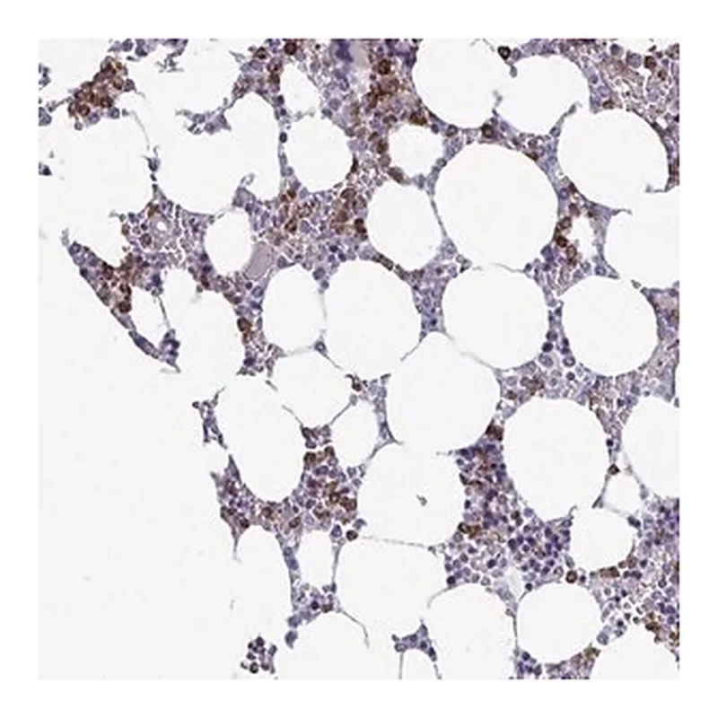 Merck Anti-TXNRD3NB antibody produced in rabbit