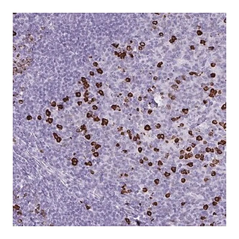 Merck Anti-CDADC1 antibody produced in rabbit