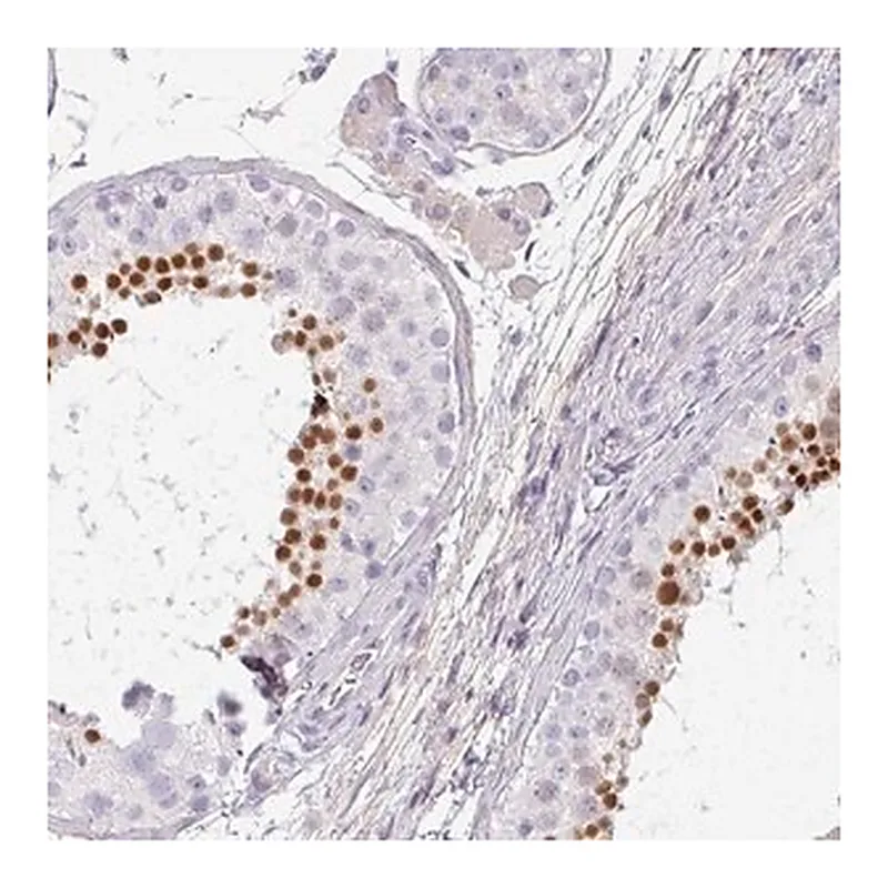 Merck Anti-C4orf50 antibody produced in rabbit