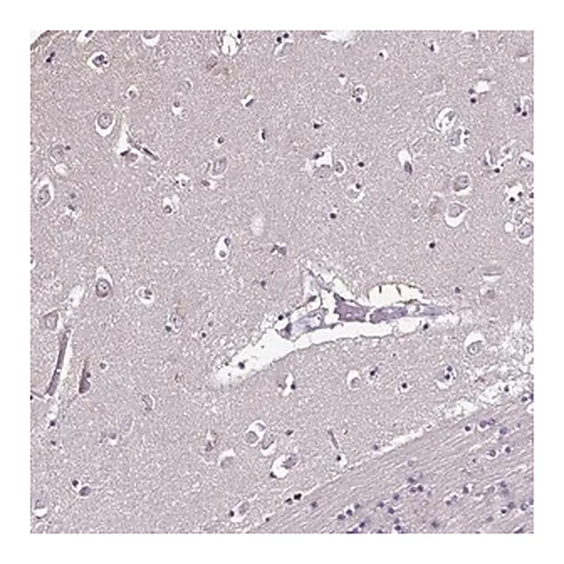 Merck Anti-CCDC85C antibody produced in rabbit