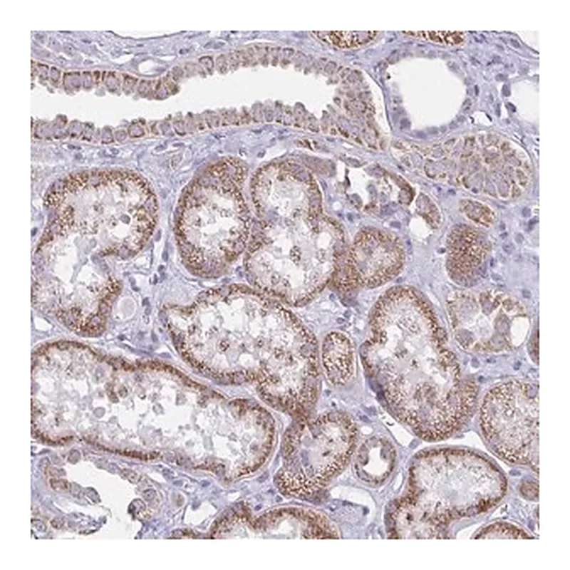 Merck Anti-BBS1 antibody produced in rabbit