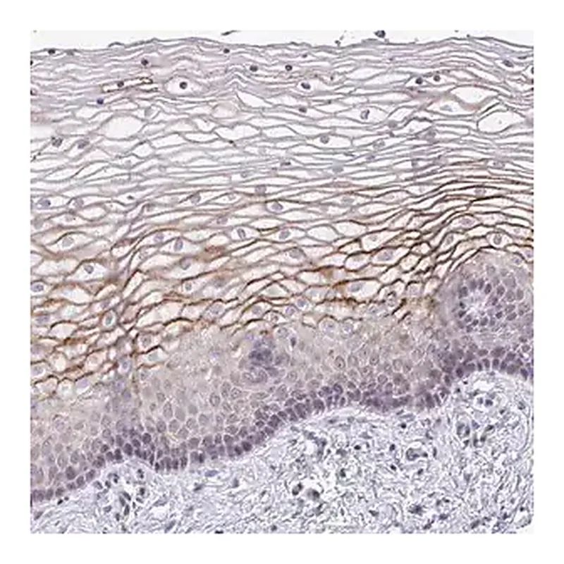 Merck Anti-SUSD4 antibody produced in rabbit