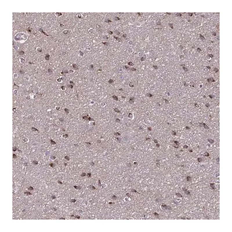 Merck Anti-NUMBL antibody produced in rabbit