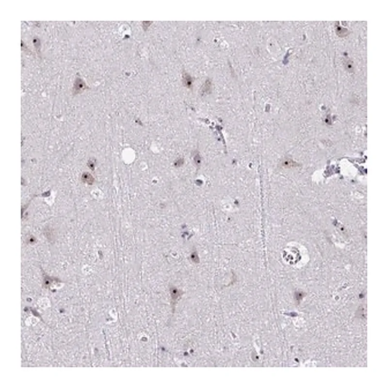 Merck Anti-CEP72 antibody produced in rabbit