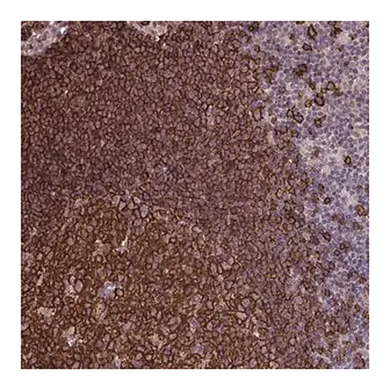 Merck Anti-UXT antibody produced in rabbit