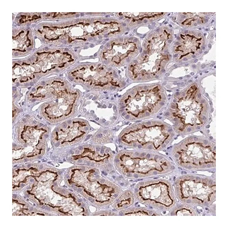 Merck Anti-TOR1AIP2 antibody produced in rabbit