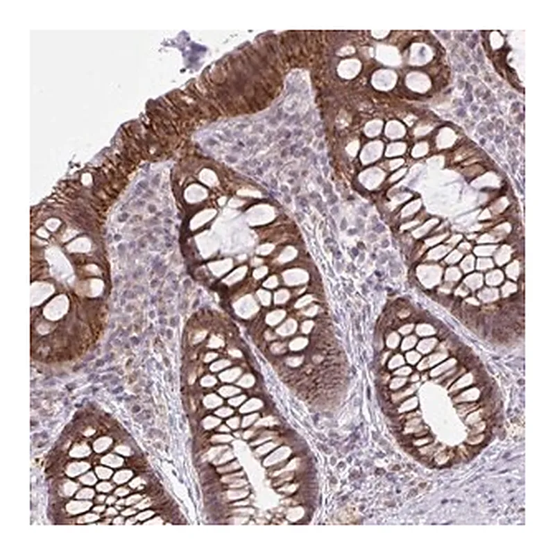 Merck Anti-CYP20A1 antibody produced in rabbit