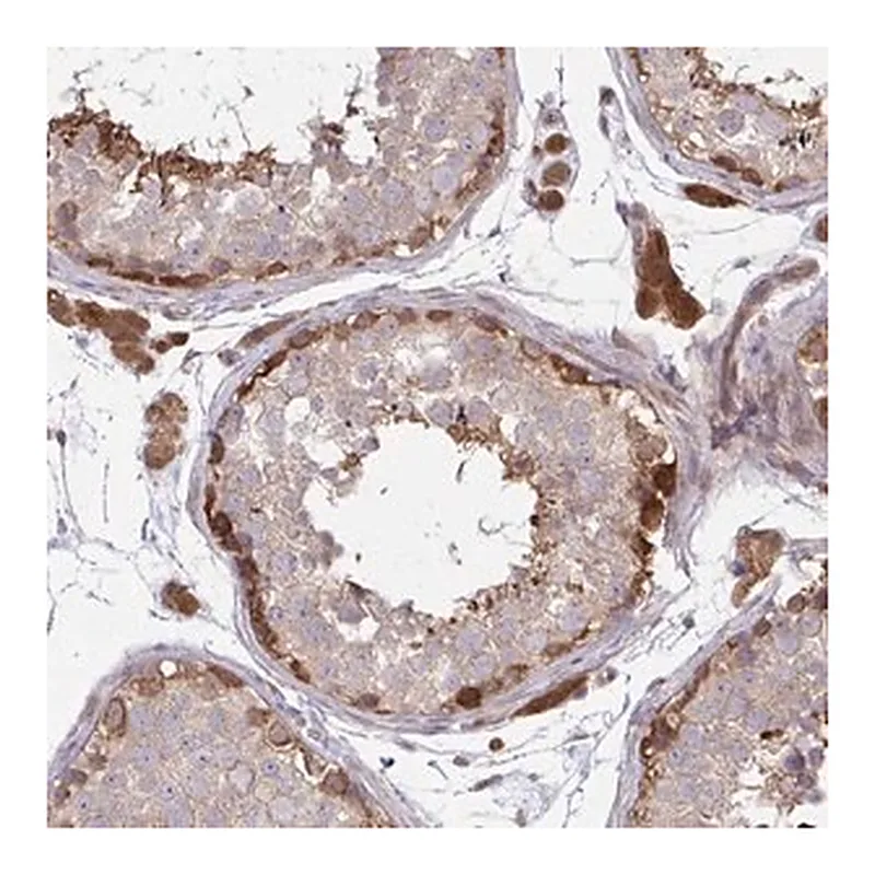 Merck Anti-LMNTD2 antibody produced in rabbit