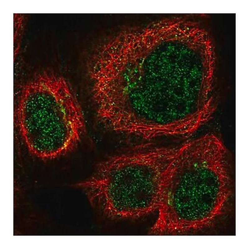 Merck Anti-MPLKIP antibody produced in rabbit