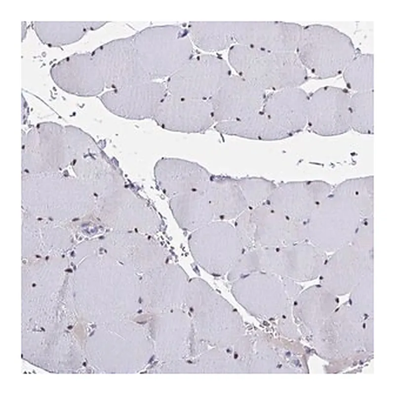 Merck Anti-USP35 antibody produced in rabbit