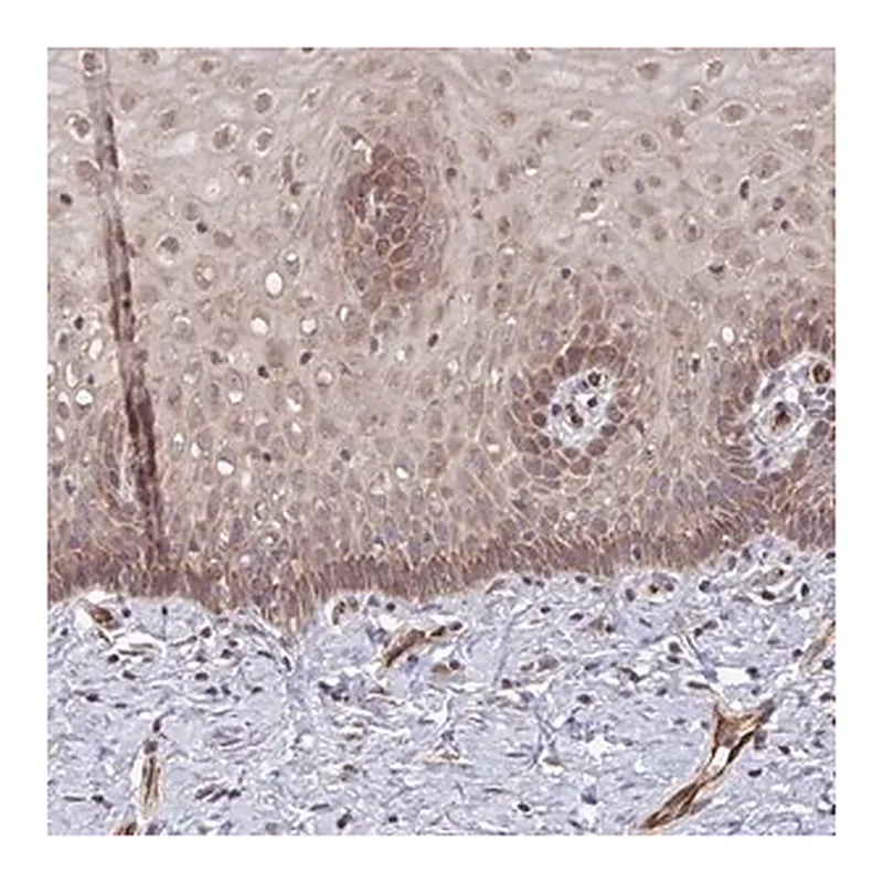 Merck Anti-FUT10 antibody produced in rabbit