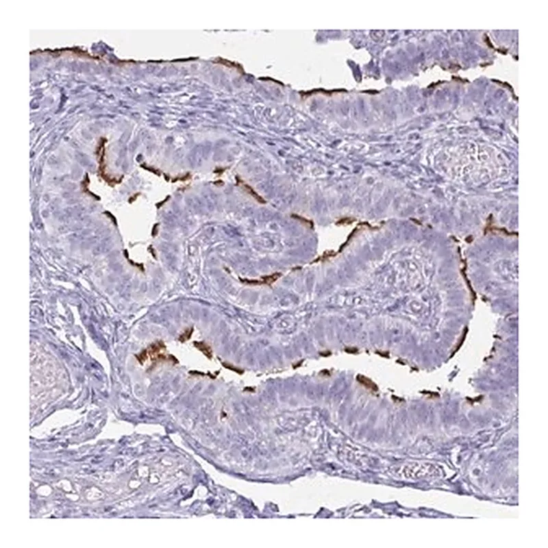 Merck Anti-BBS10 antibody produced in rabbit