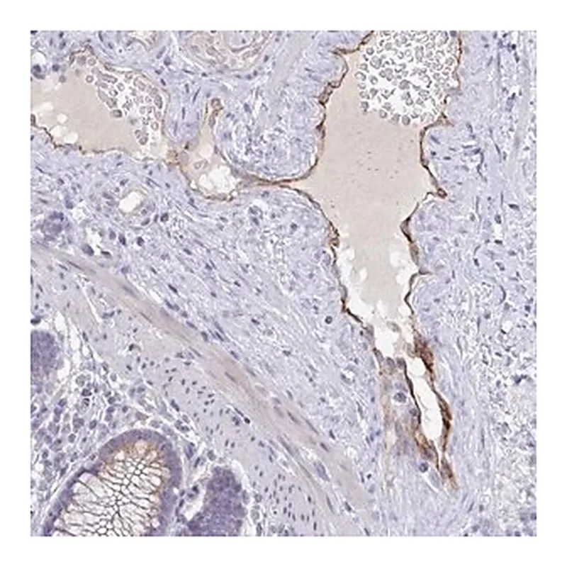 Merck Anti-ABHD16A antibody produced in rabbit