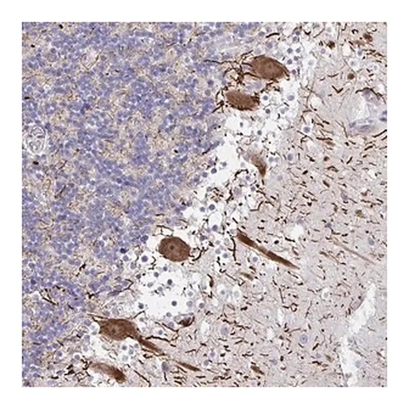 Merck Anti-HMBOX1 antibody produced in rabbit