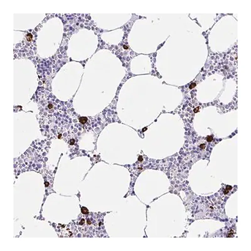 Merck Anti-CCDC62 antibody produced in rabbit