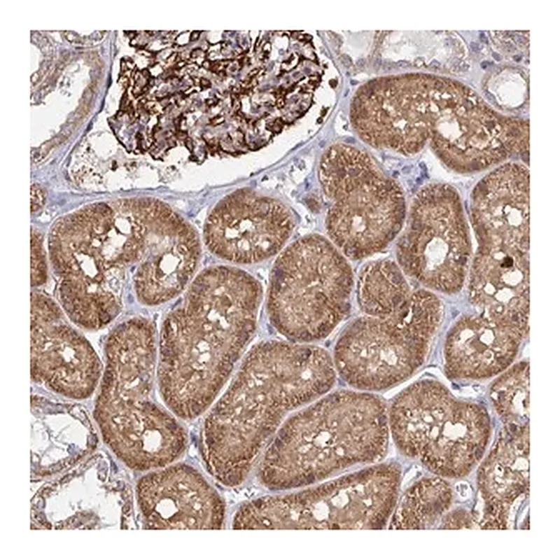 Merck Anti-EIF1AD antibody produced in rabbit