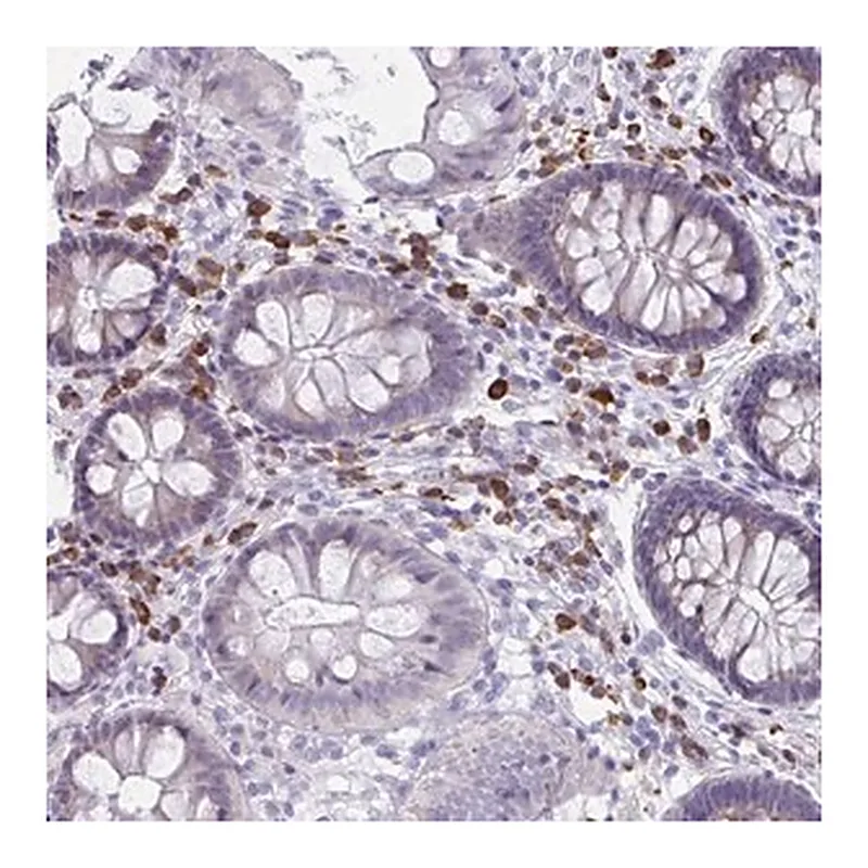 Merck Anti-PUS7L antibody produced in rabbit