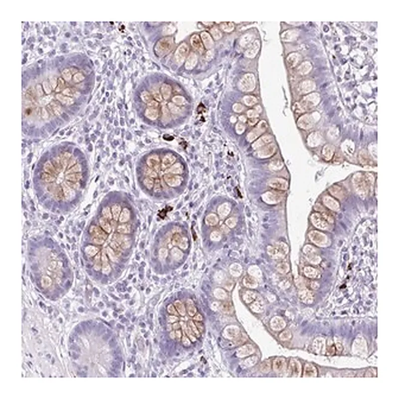 Merck Anti-C12orf71 antibody produced in rabbit