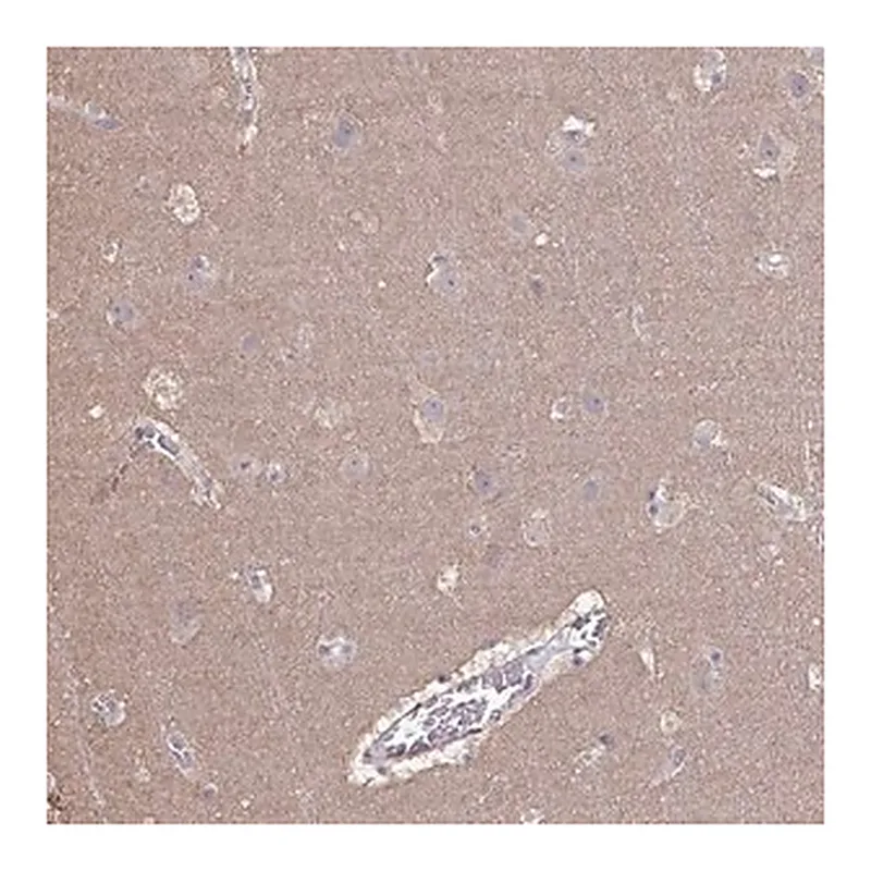 Merck Anti-LIX1 antibody produced in rabbit