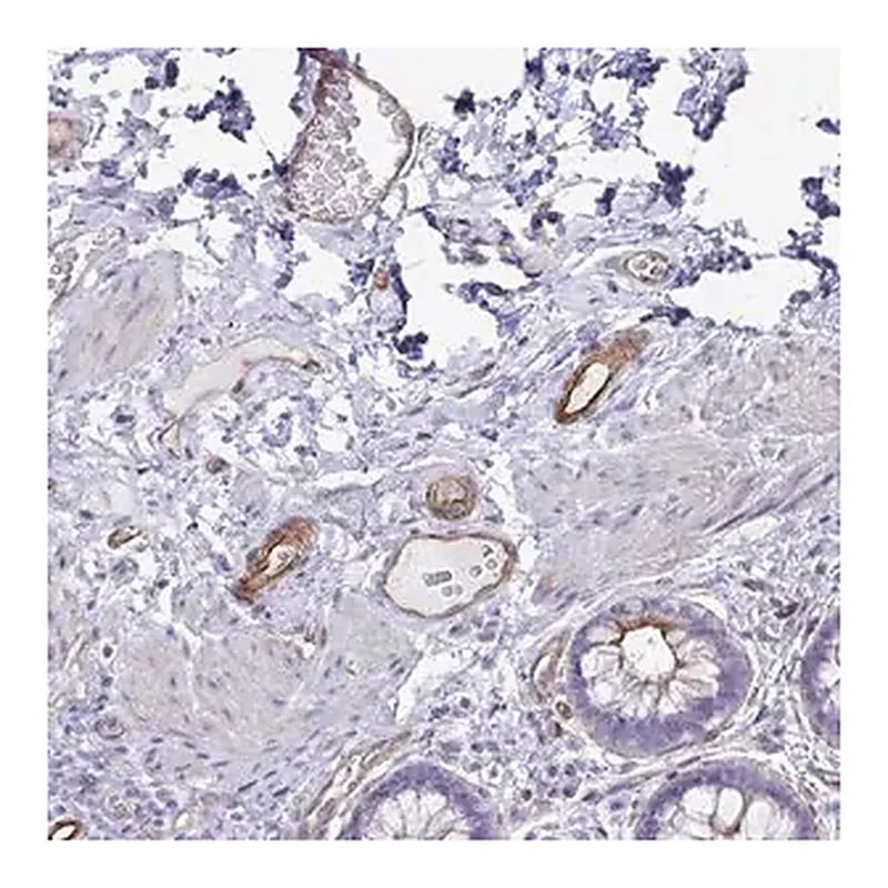 Merck Anti-UBL3 antibody produced in rabbit