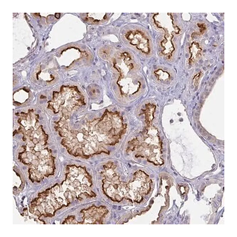 Merck Anti-ANKRD33 antibody produced in rabbit