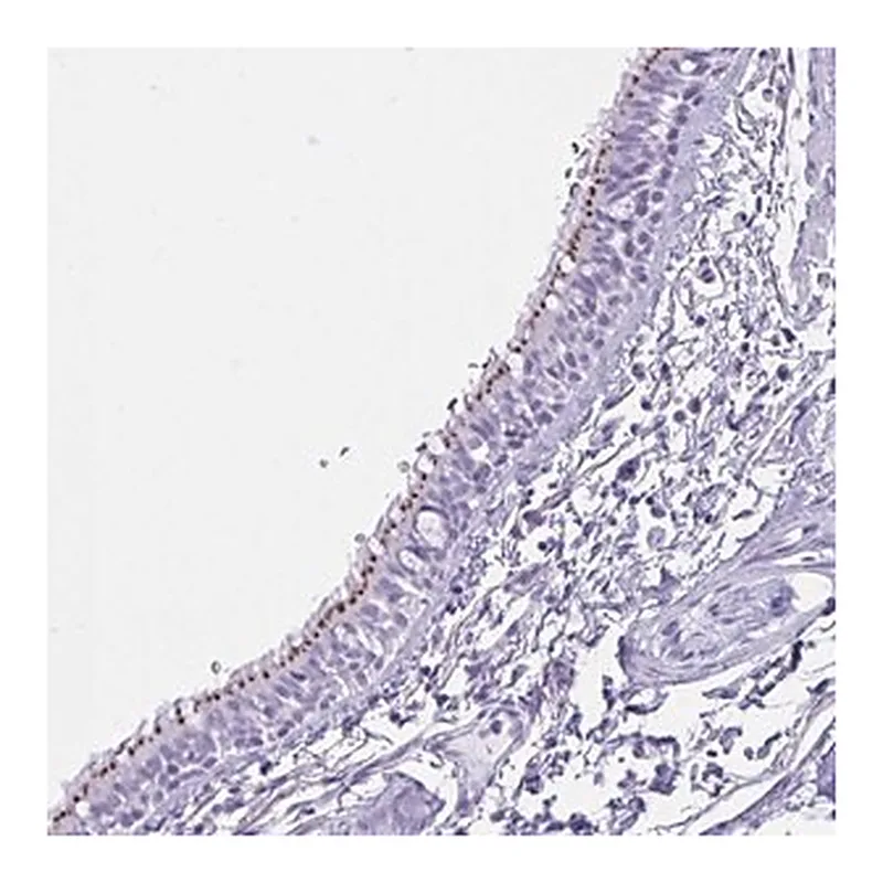 Merck Anti-MRGPRG antibody produced in rabbit