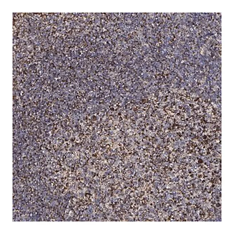 Merck Anti-ATAD3B antibody produced in rabbit