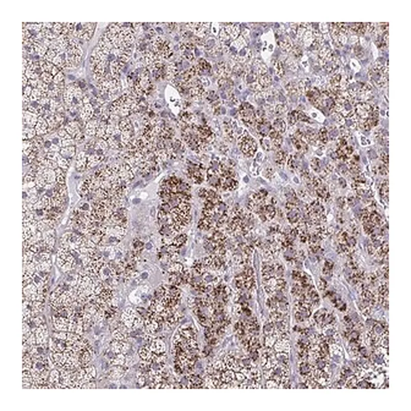 Merck Anti-LRRC4B antibody produced in rabbit