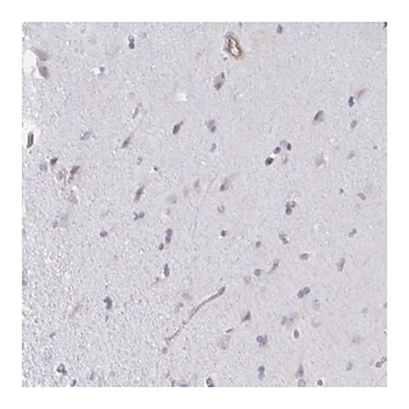 Merck Anti-SHISA7 antibody produced in rabbit