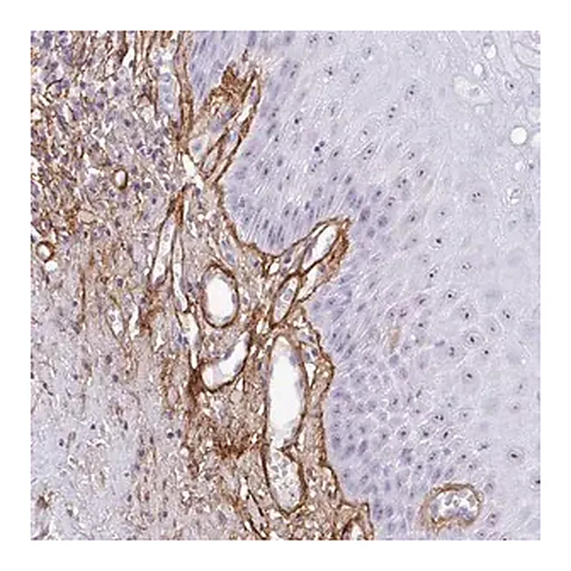 Merck Anti-LHFP antibody produced in rabbit