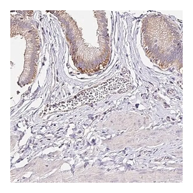 Merck Anti-RSRP1 antibody produced in rabbit