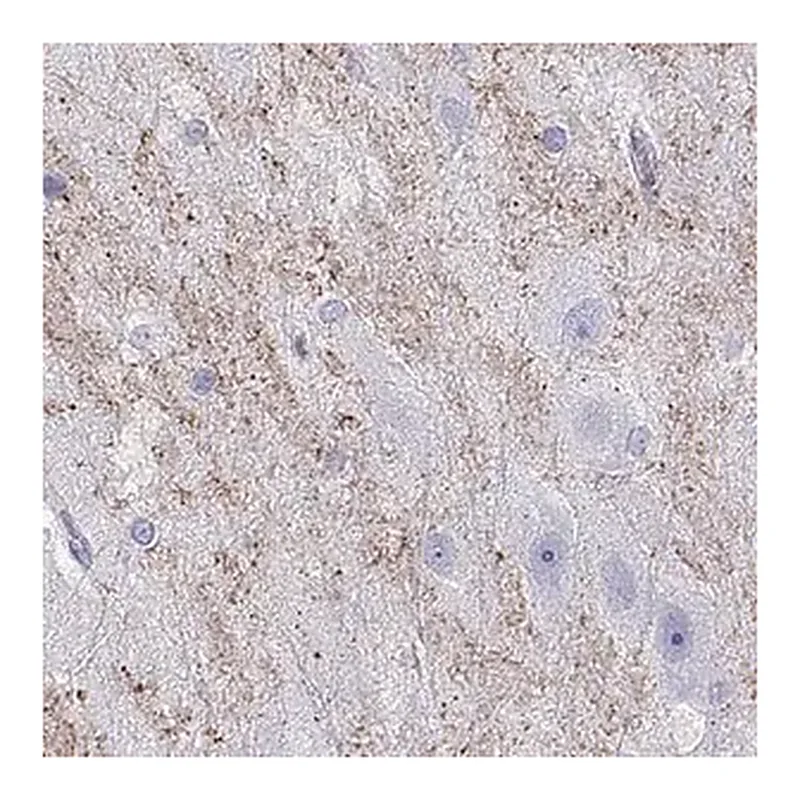 Merck Anti-HHLA1 antibody produced in rabbit