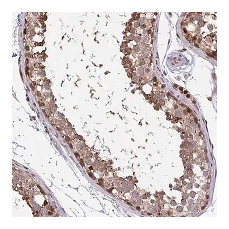 Merck Anti-PIGY antibody produced in rabbit
