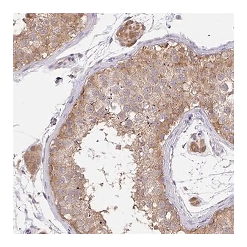 Merck Anti-C19orf54 antibody produced in rabbit