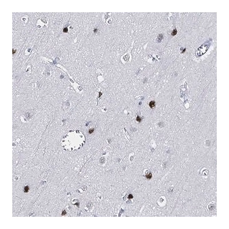 Merck Anti-XAGE3 antibody produced in rabbit