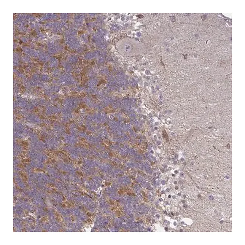 Merck Anti-GPRIN3 antibody produced in rabbit