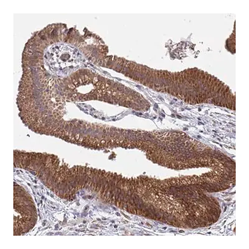 Merck Anti-FAM89A antibody produced in rabbit