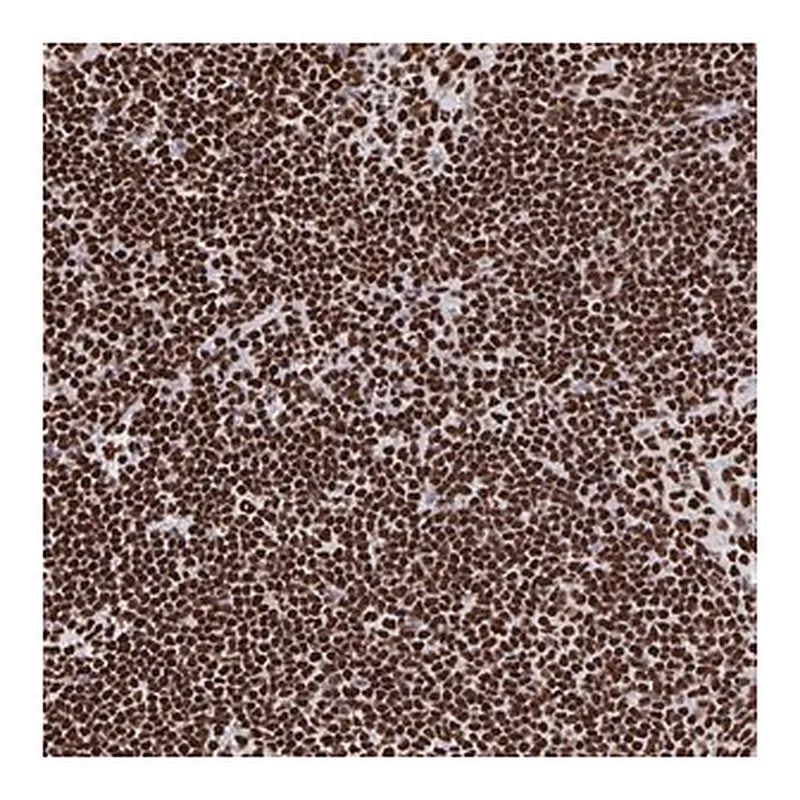 Merck Anti-GAR1 antibody produced in rabbit