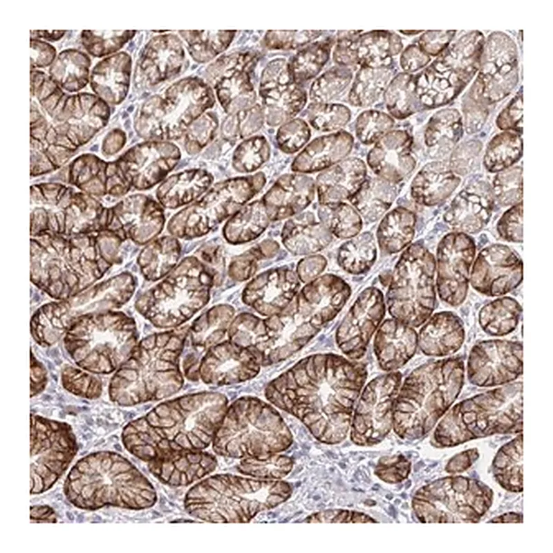 Merck Anti-TMEM41A antibody produced in rabbit