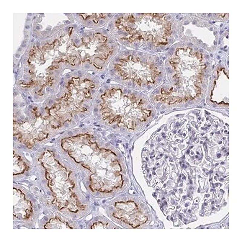Merck Anti-OR10K1 antibody produced in rabbit