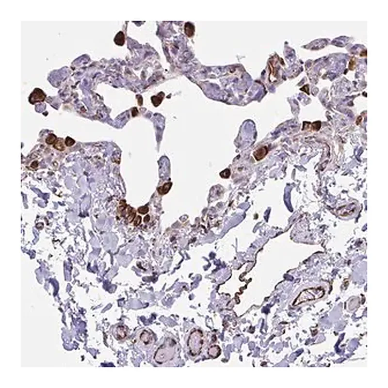 Merck Anti-CACNG3 antibody produced in rabbit