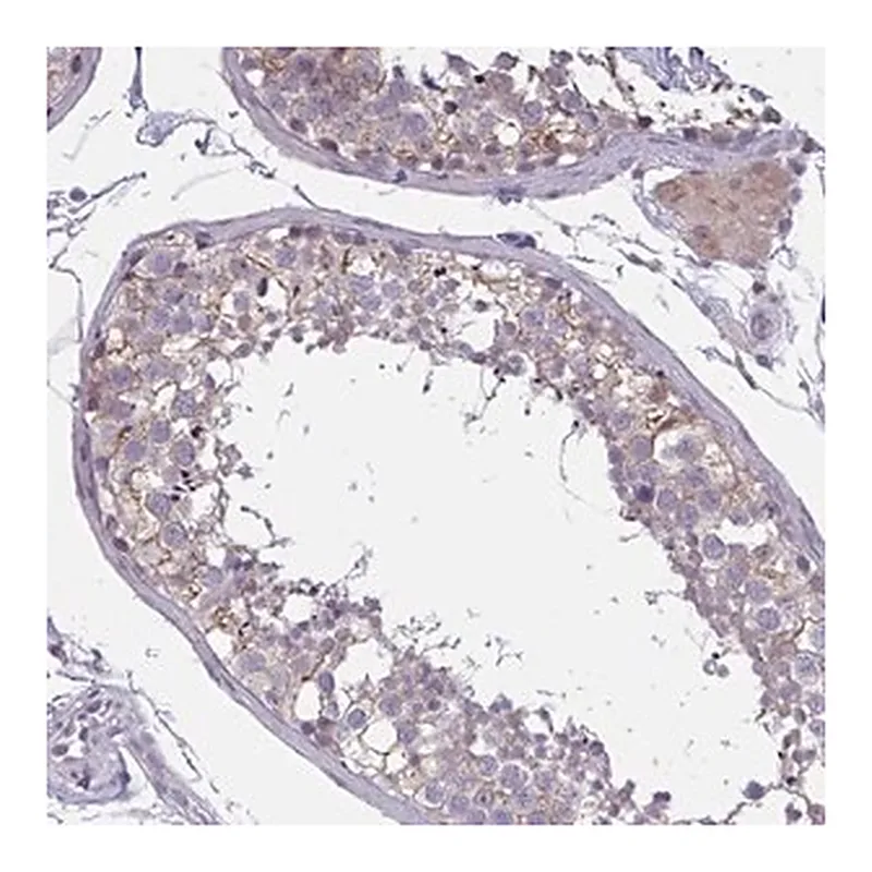 Merck Anti-TCEAL8 antibody produced in rabbit