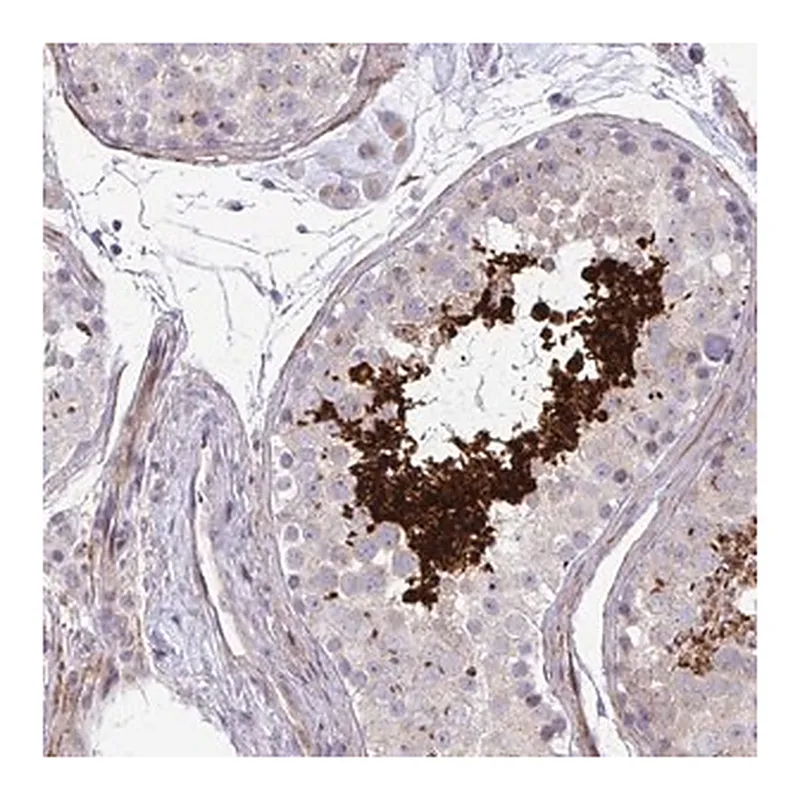 Merck Anti-FUNDC2 antibody produced in rabbit