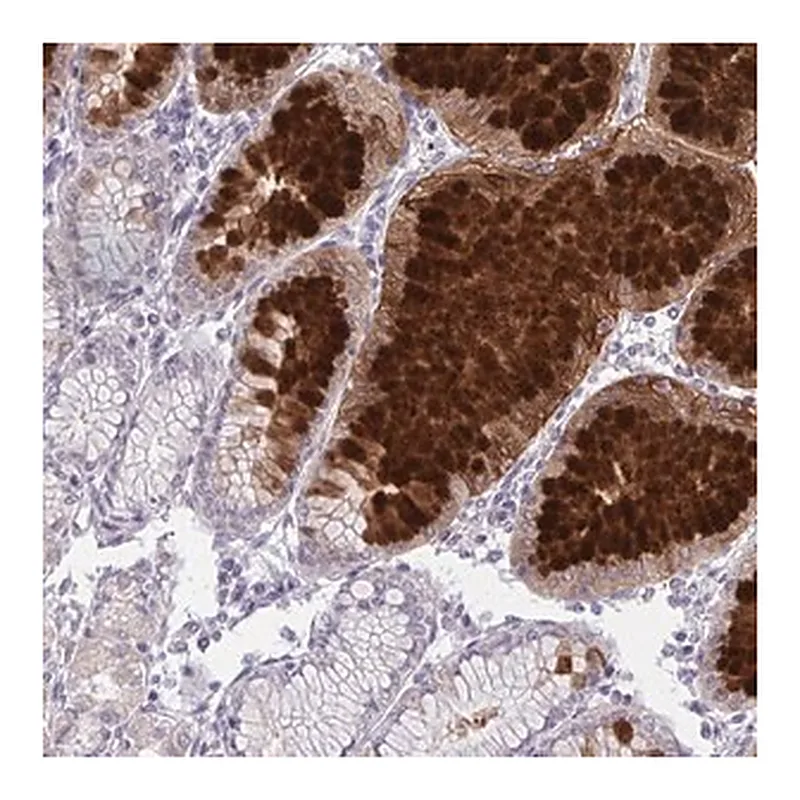 Merck Anti-DPY19L1 antibody produced in rabbit