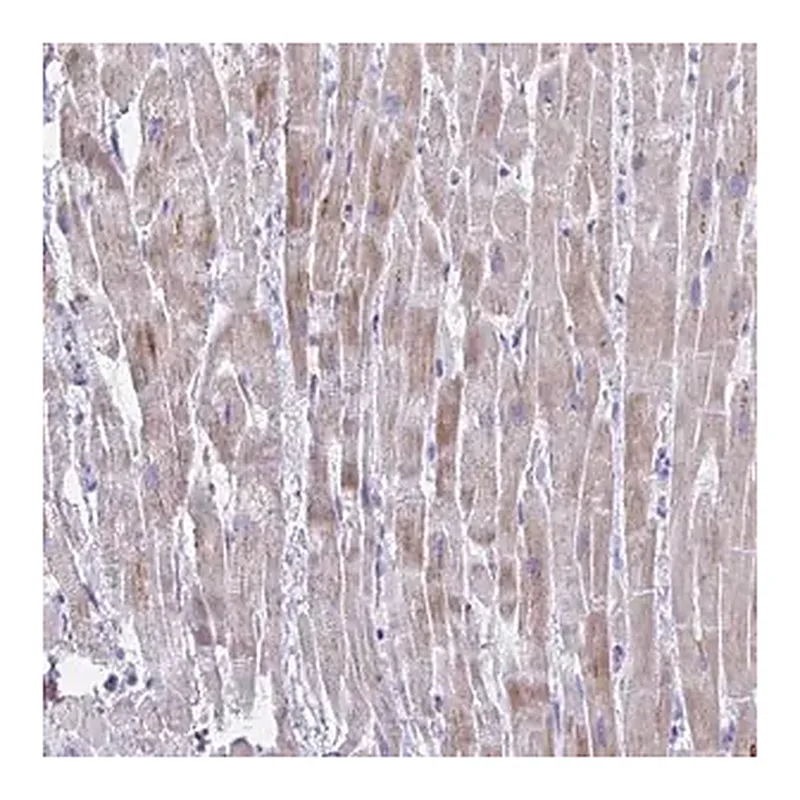Merck Anti-BCL6B antibody produced in rabbit
