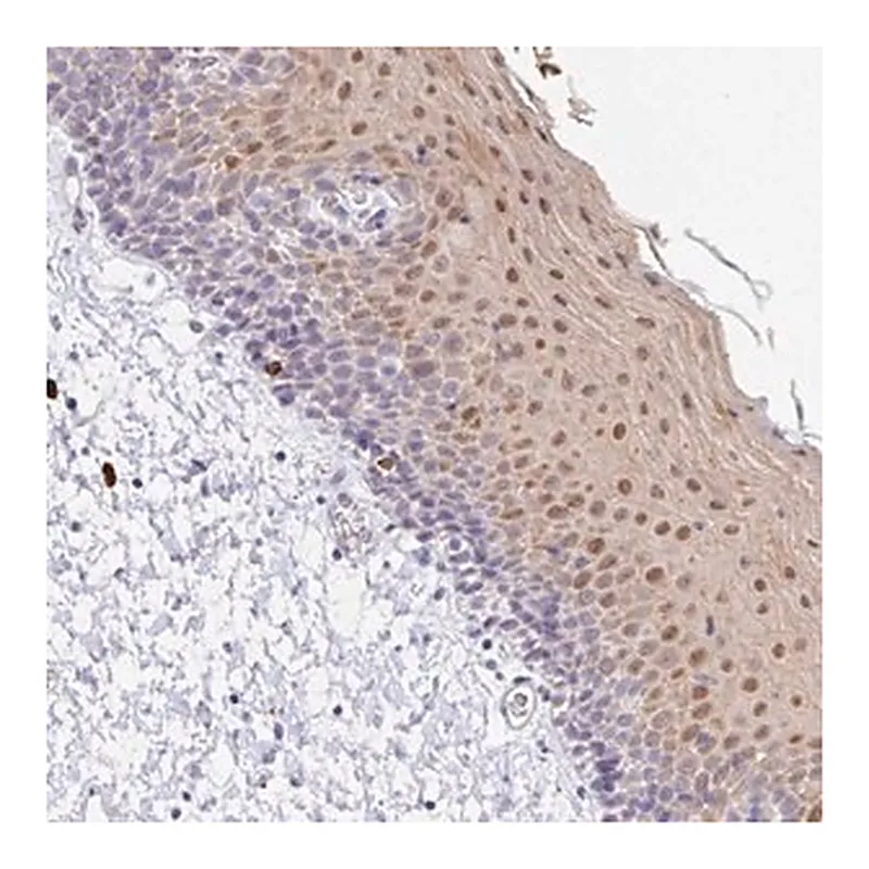 Merck Anti-ZNF684 antibody produced in rabbit
