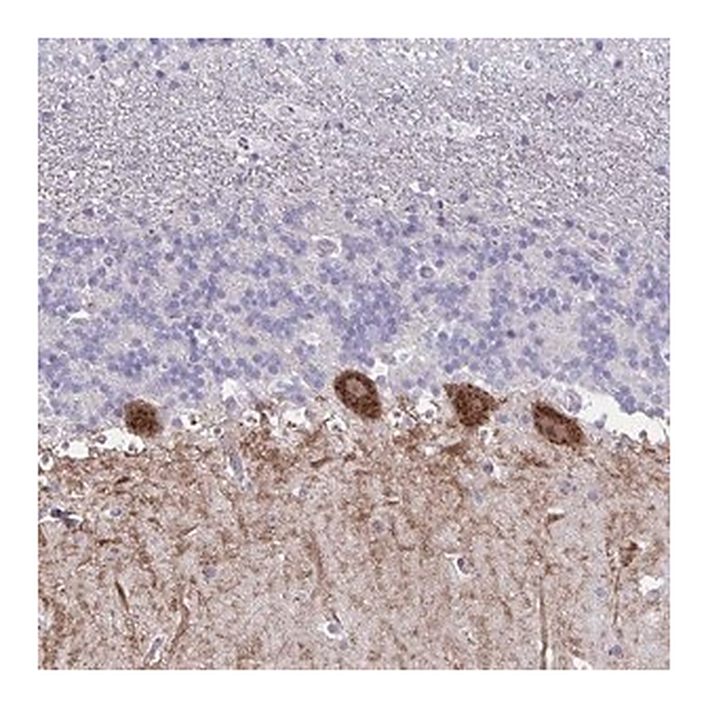 Merck Anti-GALNT16 antibody produced in rabbit