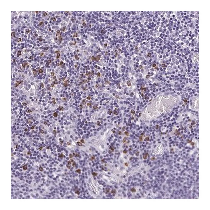 Merck Anti-PSD antibody produced in rabbit