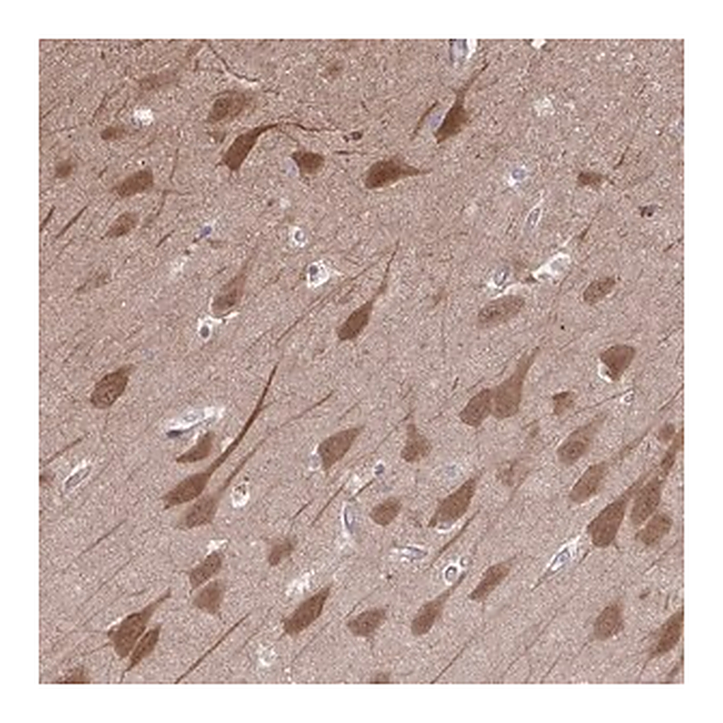 Merck Anti-PCDHB7 antibody produced in rabbit