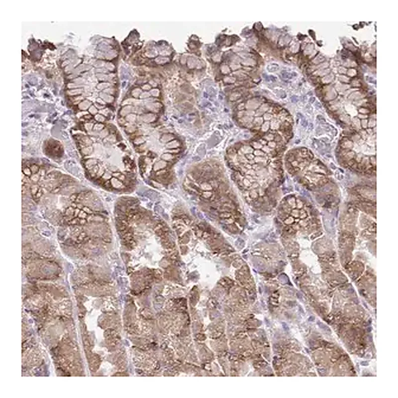 Merck Anti-CHIA antibody produced in rabbit
